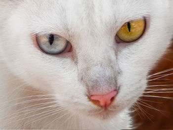 Close-up of cat