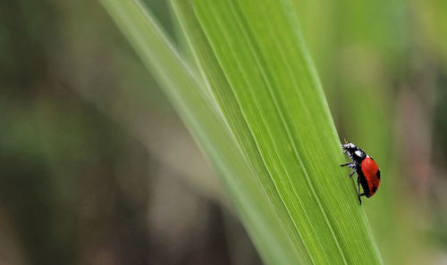 Close-up of ladybug on leaf