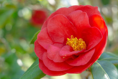 Close-up of red flower