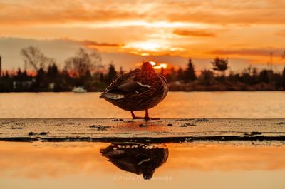 View of seagull on beach during sunset