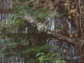 Close-up of bird perching on tree
