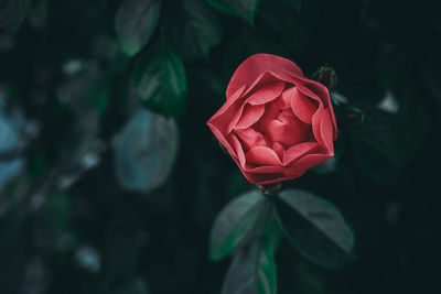 Close-up of red rose