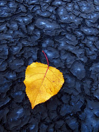 Close-up of maple leaf on tree trunk