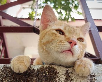 Close-up of a cat resting
