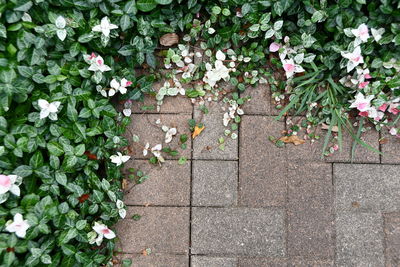 High angle view of flowering plants on sidewalk