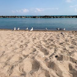 Seagulls on beach against sky