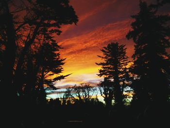 Silhouette of trees at sunset