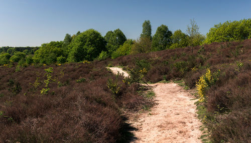 Footpath amidst trees on field against sky