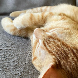 Close-up of cat sleeping