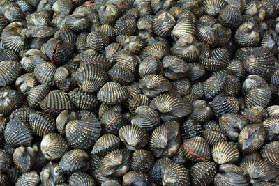 Full frame shot of seashells