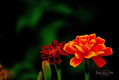 Close-up of red flowers blooming outdoors