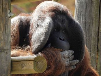 Close-up of a monkey