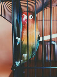 Close-up of parrot in cage