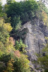 Trees on cliff against sky