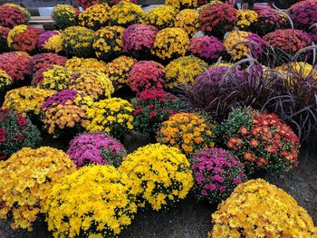 Close-up of multi colored flowers for sale