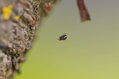 Tiny spider hanging in its net