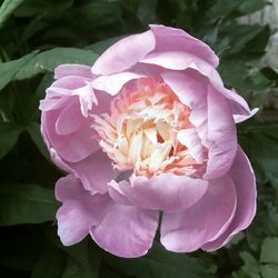 Close-up of pink rose