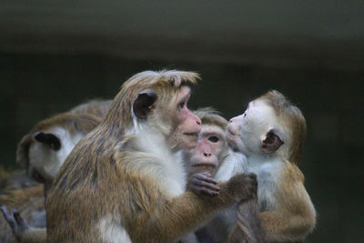 Close-up of monkeys