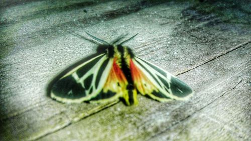 Close-up of butterfly on leaf