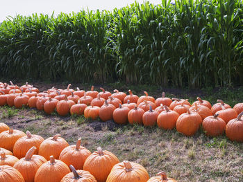 
high angle view of pumpkins on field