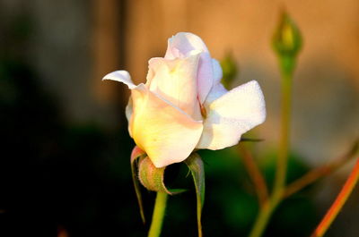 Close-up of flowering plant