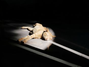 Close-up of cat against black background