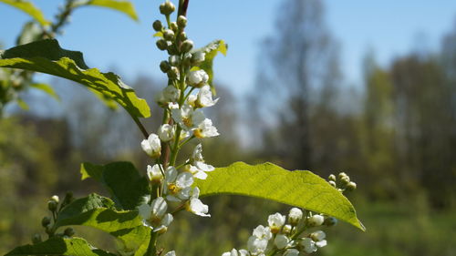Close-up of flowering plant