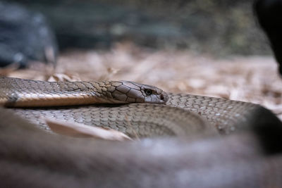Close-up of snake