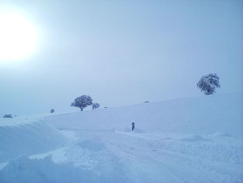 Low angle view of tree against sky during winter