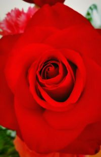 Close-up of red rose