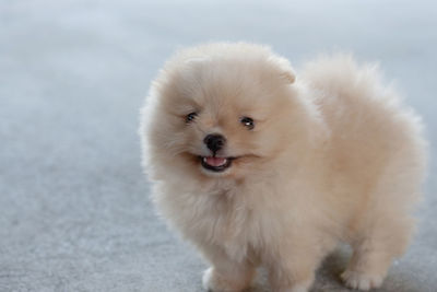 Portrait of white puppy