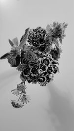 Close-up of wilted flower against white background