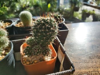 Close-up of succulent plant in pot