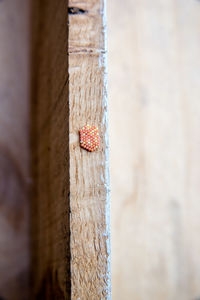 Close-up of grasshopper on wooden wall