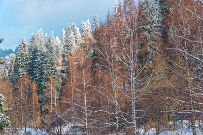 Low angle view of trees against sky
