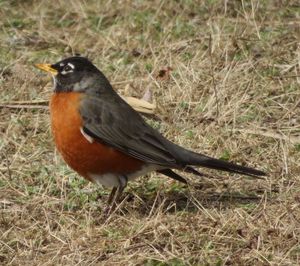 Close-up of bird perching on field