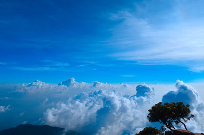 Low angle view of trees against blue sky