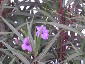 Close-up of pink flowering plants