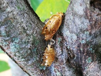 Close-up of insect on tree trunk