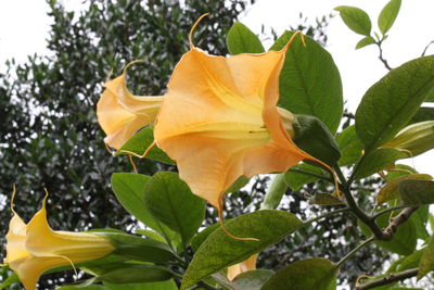 Close-up of yellow flowers