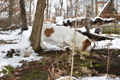 View of a dog on snow covered land