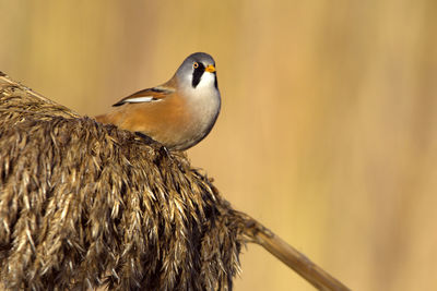 Close-up of bird