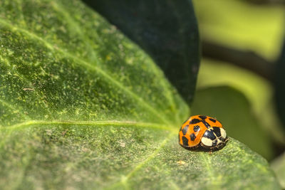 Close-up of ladybug on leaf