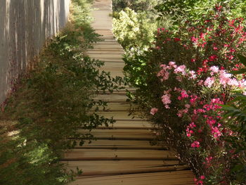 Boardwalk amidst flowering plants on sunny day