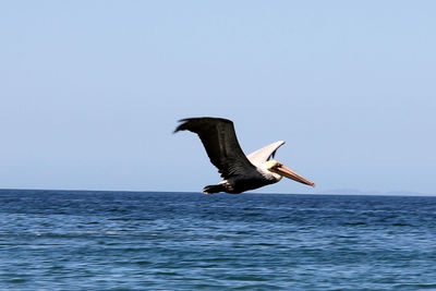 Bird flying over sea against clear sky