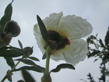 Low angle view of flower against sky