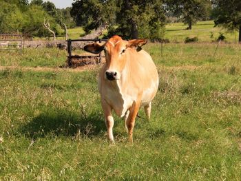 Cow standing on field