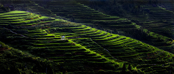 Scenic view of rice paddy