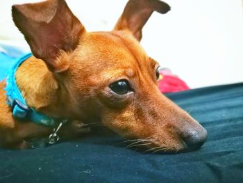 Close-up portrait of dog