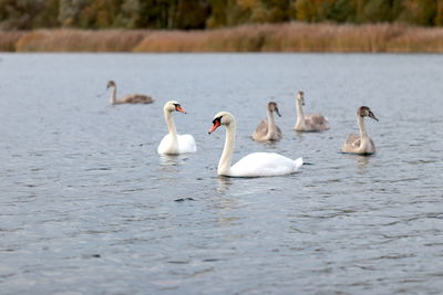 Swans swimming in lake